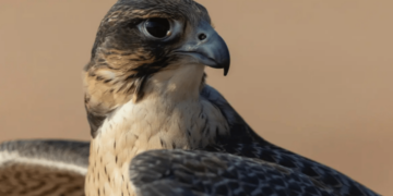 تنافس وإثارة بين الملاك في خامس أيام كأس نادي الصقور بحفر الباطن