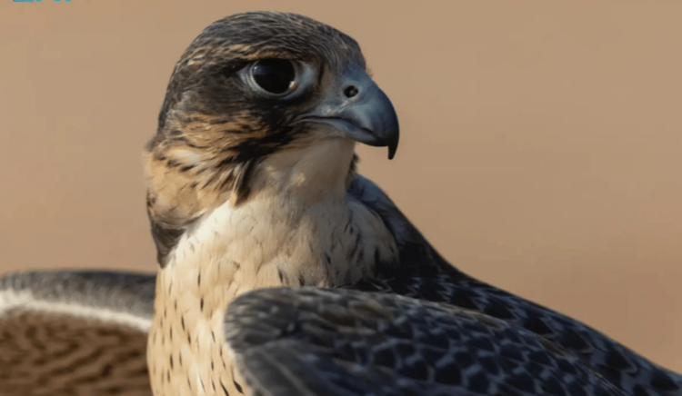 تنافس وإثارة بين الملاك في خامس أيام كأس نادي الصقور بحفر الباطن