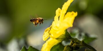 رصد مستوطنات للنحل القزم في عرعر