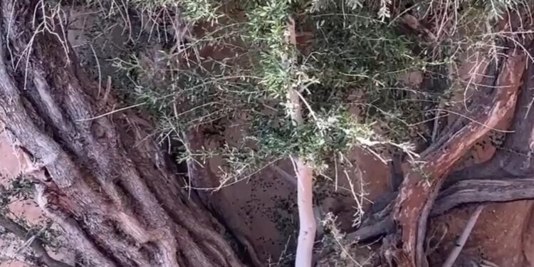 شجرة زيتون عملاقة في تبوك تتحول إلى معلم في وادي الزيتة