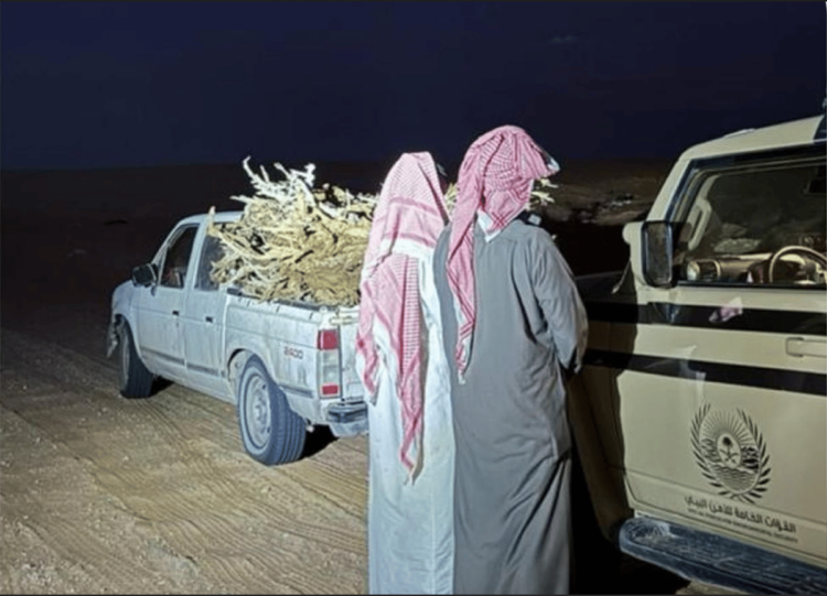 ضبط مخالفين لنظام البيئة لنقلهما حطبًا محليًا في محمية الإمام تركي بن عبدالله الملكية