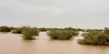 مراكز جنوب وشرق رفحاء تستقبل بشائر الأمطار الغزيرة مع بداية دخول “الوسم”