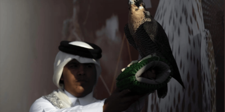 182 صقارًا من الهواة يتنافسون في اليوم الرابع لمهرجان الملك عبدالعزيز للصقور 2024