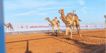 بجوائز تتجاوز 85 مليون ريال.. انطلاق سباقات الهجن في مهرجان الملك عبدالعزيز للإبل