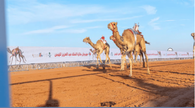 بجوائز تتجاوز 85 مليون ريال.. انطلاق سباقات الهجن في مهرجان الملك عبدالعزيز للإبل