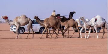 الإبل بألوانها وخصائصها.. ميدان تفاخر عند العرب