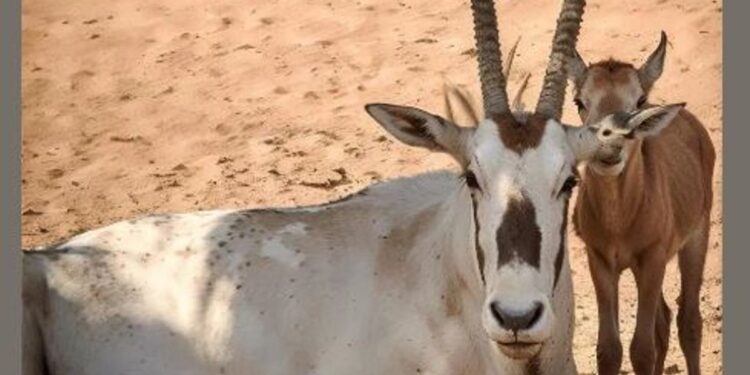 ولادة المها العربي الخامس عشر في محمية الأمير محمد بن سلمان الملكية