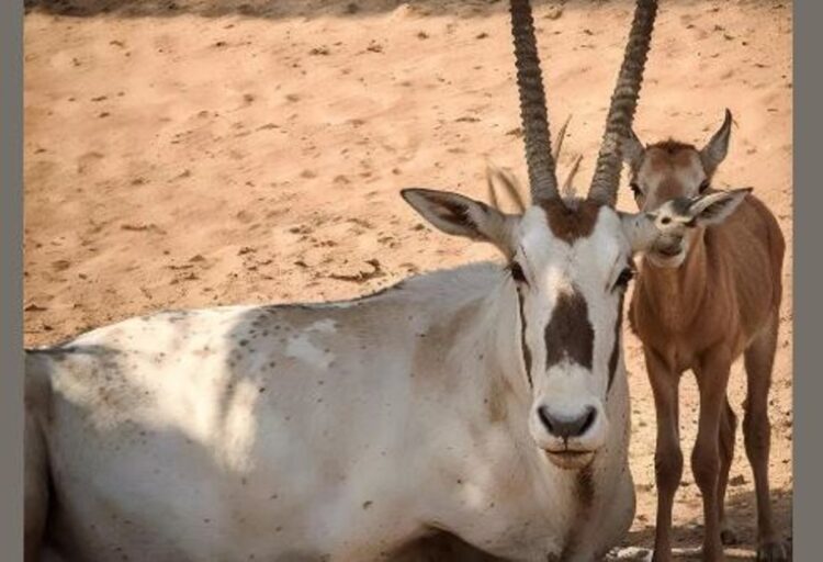 ولادة المها العربي الخامس عشر في محمية الأمير محمد بن سلمان الملكية