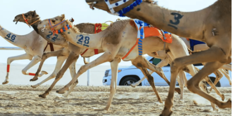 3 كؤوس و40 شوطًا.. السعوديون يتألقون في كأس وزارة الرياضة للهجن