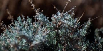 "نبات الشيح".. أحد أشهر النباتات العطرية في الحدود الشمالية