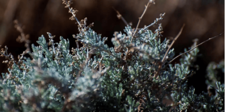 "نبات الشيح".. أحد أشهر النباتات العطرية في الحدود الشمالية