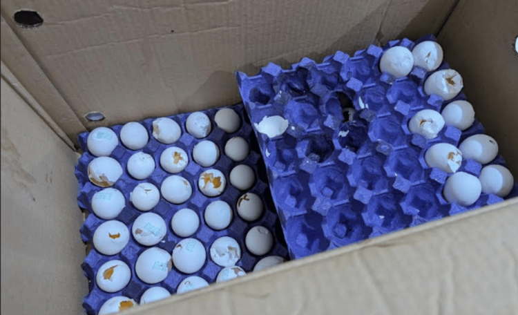 أمانة جدة تضبط معمل مخبوزات وتصادر 1.9 طن من المواد الغذائية الفاسدة