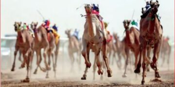 إعلان تفاصيل البرنامج الزمني لمهرجان خادم الحرمين للهجن 2025