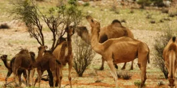 الإبل في أستراليا.. ما بين الرغبة في التخلص منها ومساعي العرب لشرائها بأي ثمن