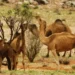 الإبل في أستراليا.. ما بين الرغبة في التخلص منها ومساعي العرب لشرائها بأي ثمن