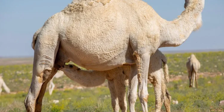 الإبل في التراث السعودي .. غذاء ودواء وموروث وطني