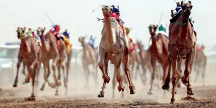 الإعلان عن نتائج الفائزين بالمراكز الأولى بأشواط الهجن فئة "جذع"