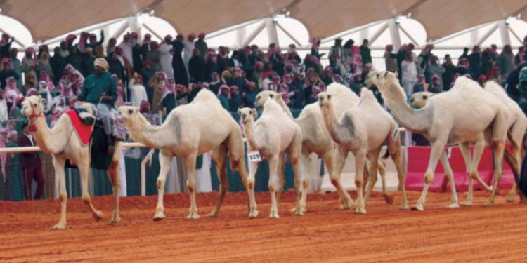الجماهير تشعل مهرجان الملك عبدالعزيز للإبل مع انطلاق منافسات "السواحل 20"