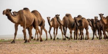 'الرَّحُوْلُ'.. قائدة الإبل ورمز التراث والثقافة العربية