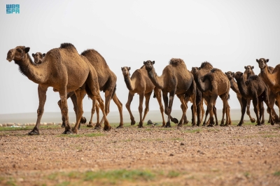 'الرَّحُوْلُ'.. قائدة الإبل ورمز التراث والثقافة العربية