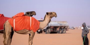 بألوانها وسماتها الفريدة.. الإبل ميدان تفاخر العرب