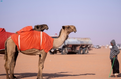 بألوانها وسماتها الفريدة.. الإبل ميدان تفاخر العرب