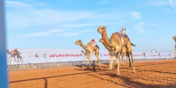 بجوائز تتجاوز 85 مليون ريال.. انطلاق سباقات الهجن في مهرجان الملك عبدالعزيز للإبل