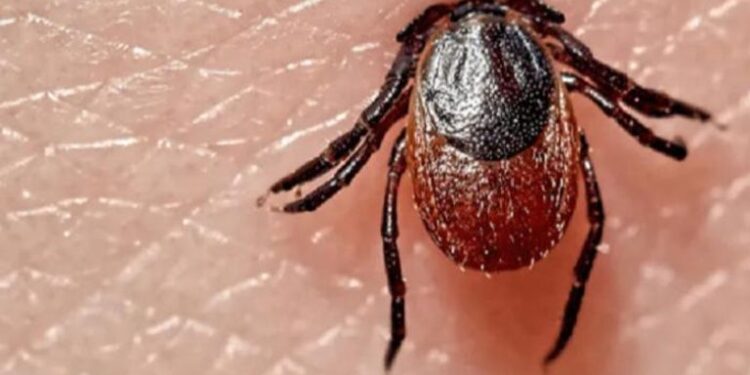 دراسة تكشف سر قدرة القراد على الالتصاق بالجلد