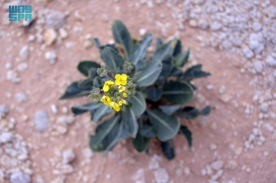 'زهرة الحارة' جمال الطبيعة يتجدد في الحدود الشمالية