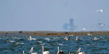 طيور الفلامنجو وغابات المانجروف.. سياحة ساحرة لعشاق الطبيعة وهواة التصوير في جازان