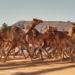 كأس وزارة الرياضة للهجن ينطلق اليوم على أرضية ميدان السيح