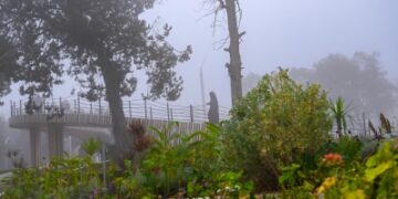 لوحة جمالية يرسمها الضباب في الباحة