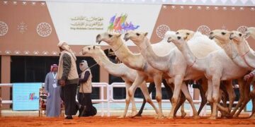 مهرجان الملك عبد العزيز للإبل يرفع إيرادات المقاهي في شارع الدهناء بأكثر من 80 %