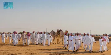 مهرجان الملك عبدالعزيز للإبل يقترب من نهايته وسط منافسات مشتعلة