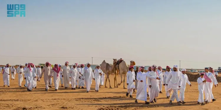 مهرجان الملك عبدالعزيز للإبل يقترب من نهايته وسط منافسات مشتعلة