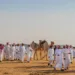 مهرجان الملك عبدالعزيز للإبل يقترب من نهايته وسط منافسات مشتعلة