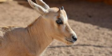 ولادة المها العربي الـ15 في محمية الأمير محمد بن سلمان