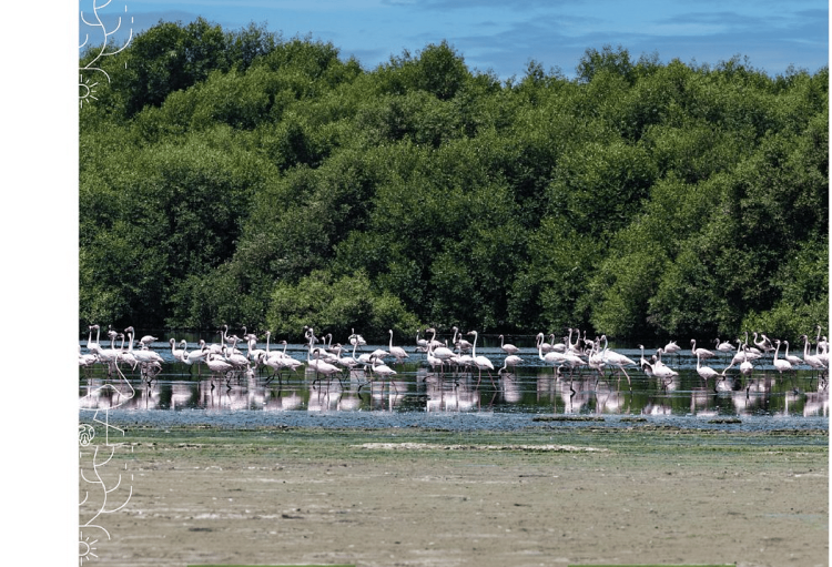 أمير جازان يدشّن مشروع زراعة أشجار المانجروف بفرسان
