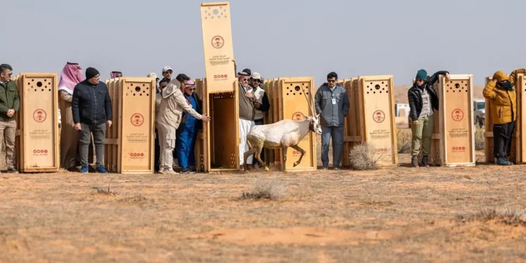 إطلاق عدد من الكائنات الفطرية المهددة بالانقراض في محمية الإمام تركي بن عبدالله الملكية