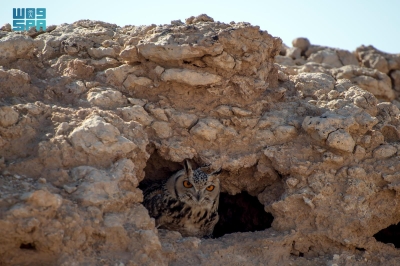 البوم الفرعوني.. دليل على التنوع البيئي بالحدود الشمالية