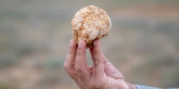 “الكمأ”.. قيمة غذائية وثروة طبيعية بالقصيم