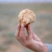 “الكمأ”.. قيمة غذائية وثروة طبيعية بالقصيم
