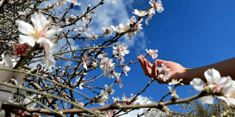 بياض أزهار اللوز بالباحة.. لوحة طبيعية من الجمال تجدد في الشتاء