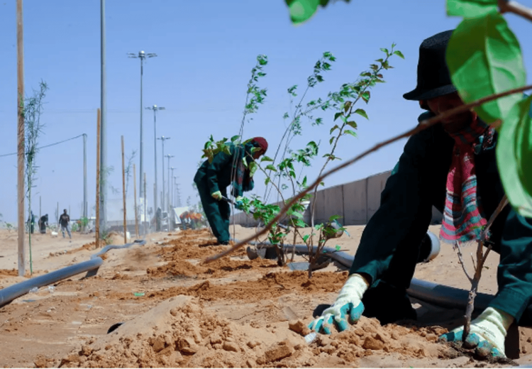 زراعة نحو 300 ألف شجرة وشتلة بميادين وساحات وحدائق منطقة الباحة في 2024