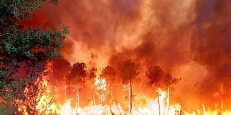 عناصر الإطفاء يكافحون حرائق الغابات في أستراليا