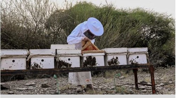 القطاع التهامي بالباحة.. وجهة مثالية لمربي النحل