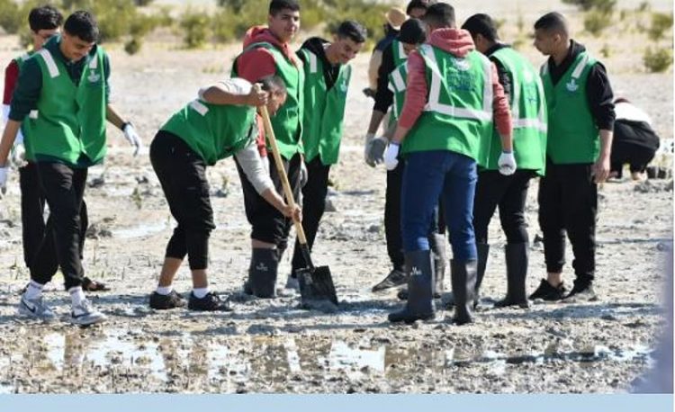 تزامنًا مع اليوم العالمي للأراضي الرطبة.. متطوعون يزرعون 10 آلاف شتلة مانجروف