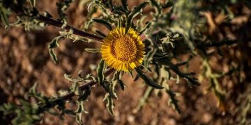 نبات النقّد.. كنز عطري في قلب الطبيعة بمنطقة الحدود الشمالية