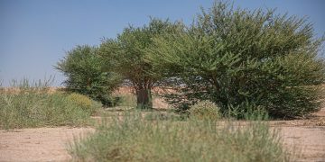 "وادي المرا" يستعيد طبيعته في حزم الجلاميد