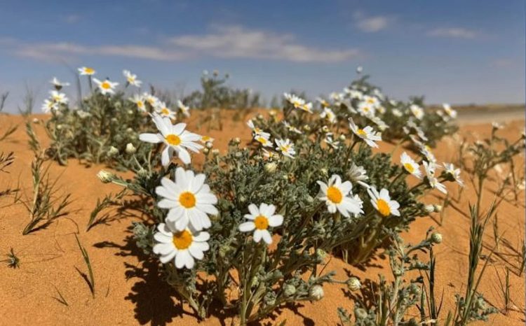 زهور الأقحوان ترسم لوحات فنية في السهول الرملية بمنطقة الجوف